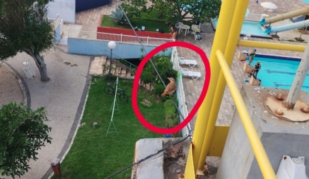 Foto: Reprodução/Comissão de Meio Ambiente